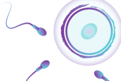 An illustration of three sperm near an egg.