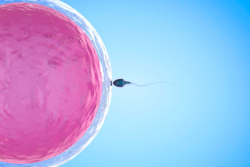 An illustration of a sperm next to an egg.