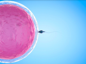 Embryo and sperm ilustration