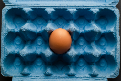 A single egg in an egg crate.
