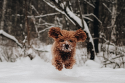 A small dog running in the snow.