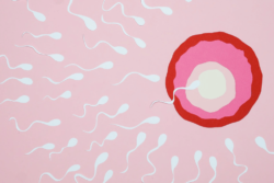 An illustration of sperm surrounding an egg with one sperm entering the egg.