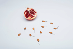Almonds with tails designed to resemble sperm point toward a pomegranate.
